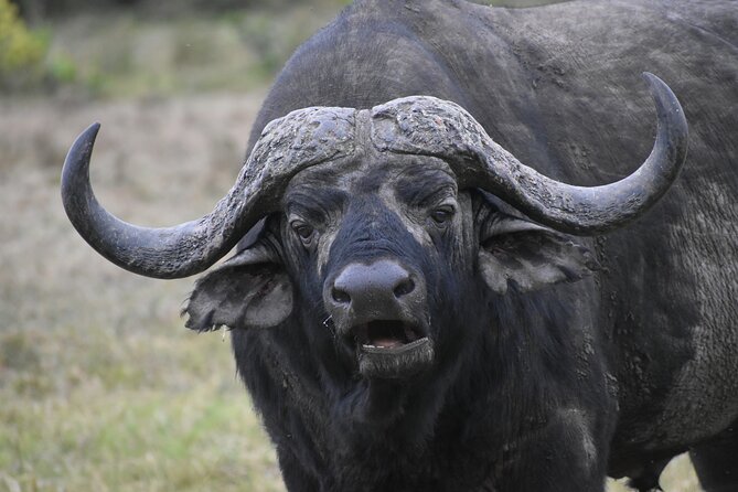 06 Days Kenya LuxuryLodge Safari - Why this six-day route works