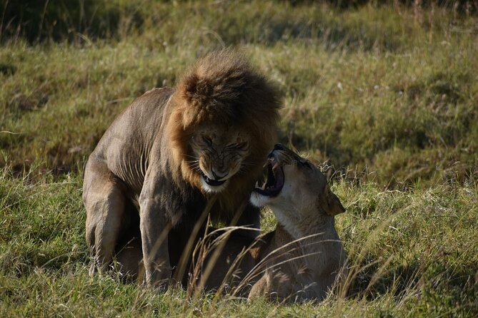 06 Days Kenya LuxuryLodge Safari - Day 3: Early Mara viewing and the road to Lake Nakuru