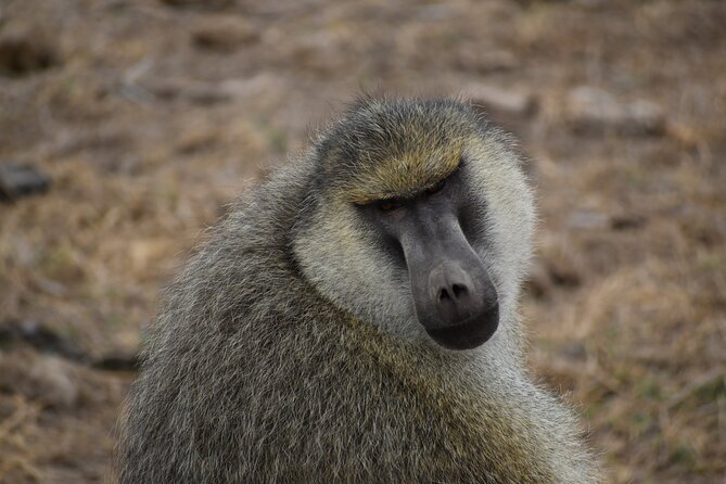 06 Days Kenya LuxuryLodge Safari - Day 6: Final Amboseli drive and return to Nairobi