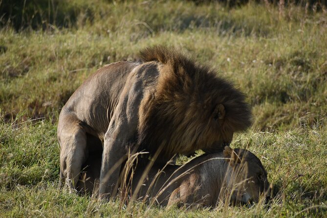 06 Days Kenya LuxuryLodge Safari - Day 2: A full Maasai Mara game-viewing day