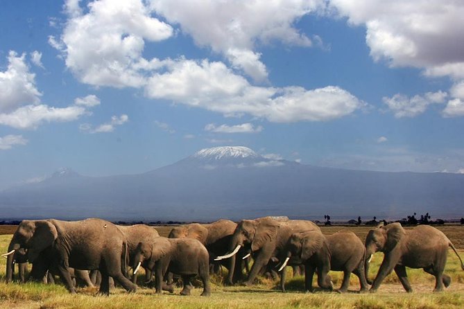 1-Day Amboseli Safari - Five things to know before booking