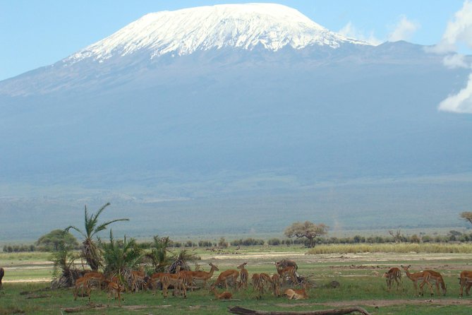 1-Day Amboseli Safari - Why this one-day Amboseli trip makes sense