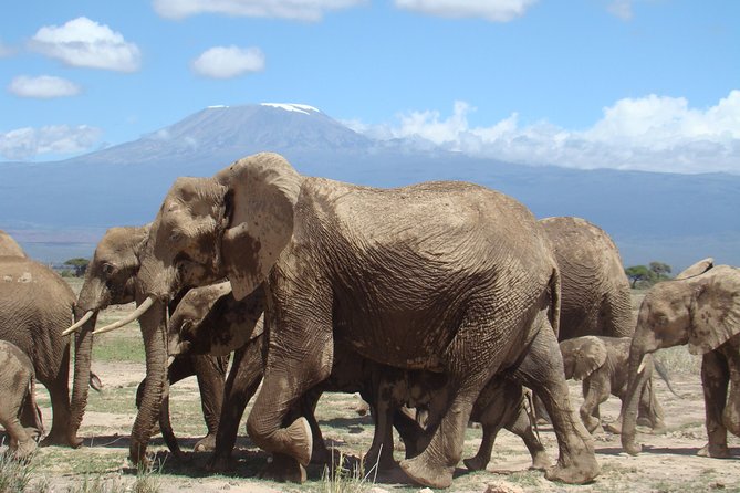 1-Day Amboseli Safari - Leaving Nairobi at 5:00 am