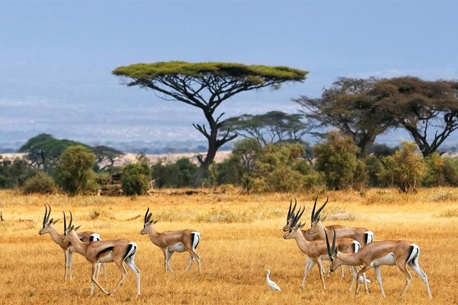 1 Day Classic Amboseli Safari - Is one day enough for Amboseli?