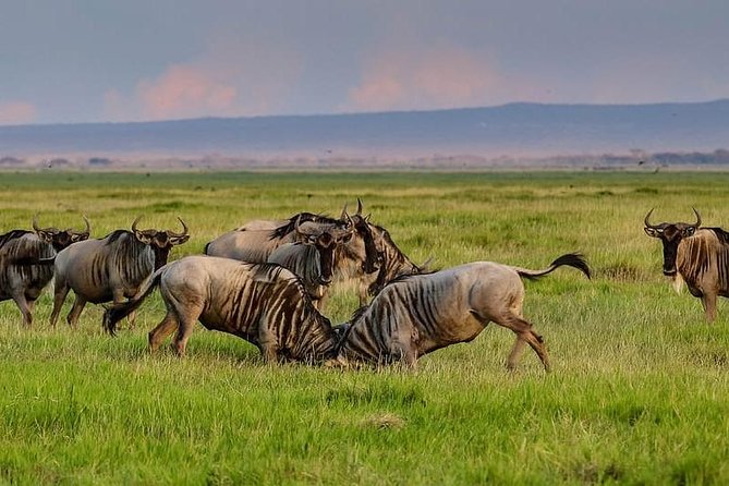 1 Day Classic Amboseli Safari - Leaving Nairobi at 5:00 am