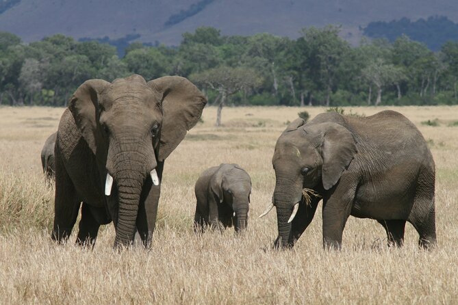 1-Day Maasai Mara Safari - Leaving Nairobi at 5:00 am