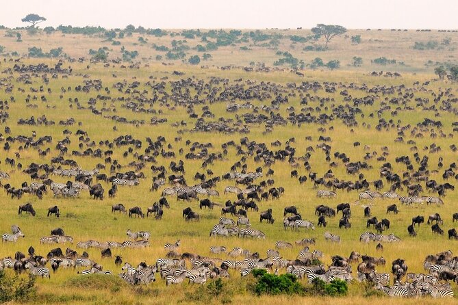1-Day Maasai Mara Safari - Picnic lunch beside the Mara River