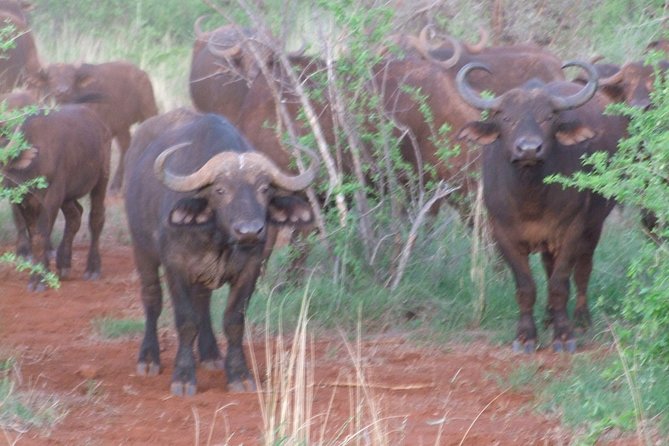 1 Day Red Elephant Safari starting from Diani beach. - Entering Tsavo East through Bachuma Gate