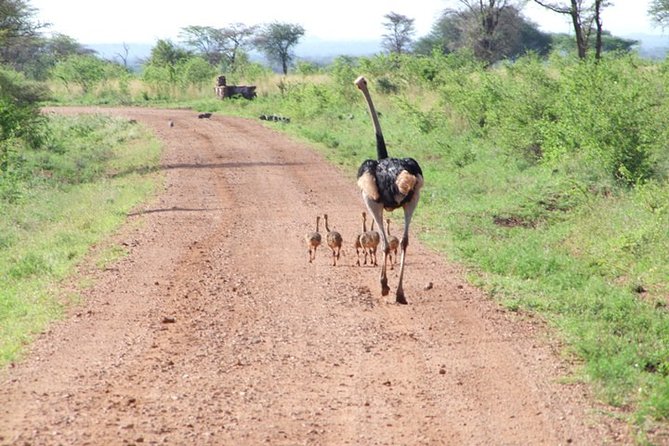1 Day Red Elephant Safari starting from Diani beach. - Lunch as the day’s natural pause