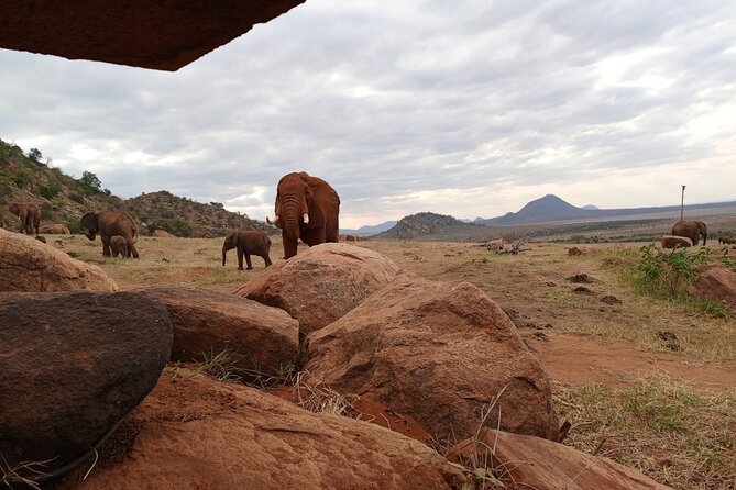 1 Day Red Elephant Safari starting from Diani beach. - Is $511 per person good value?
