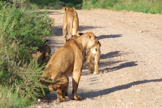 1 Day Red Elephant Safari starting from Diani beach. - A full morning game drive before lunch