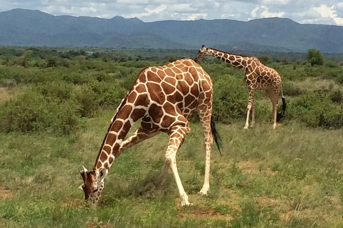 1 Day Shimba Hills starting from Diani Beach. - Key points to know before booking