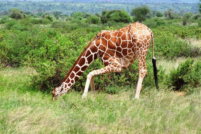 1 Day Shimba Hills starting from Diani Beach. - Lunch at Shimba Green Lodge