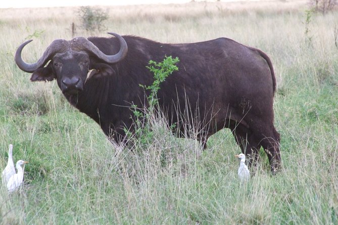 1 Day Shimba Hills starting from Diani Beach. - The reserve visit and wildlife search