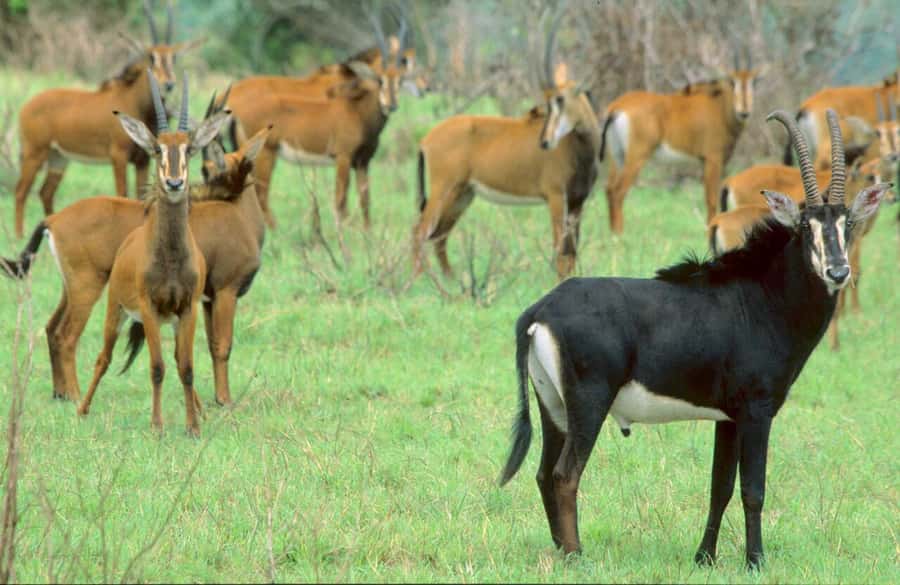 1 day Shimba Hills Tour - Why Shimba Hills feels different from a classic safari