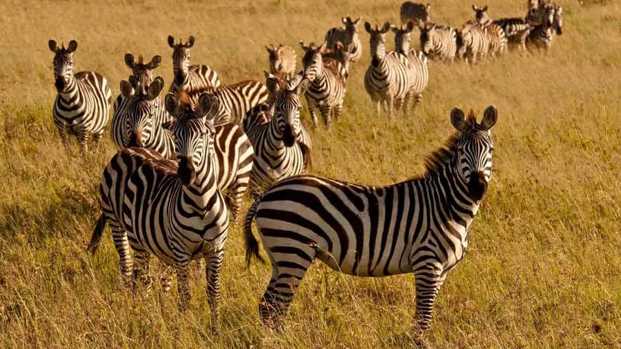 1 day Shimba Hills Tour - The afternoon drive and return to your hotel