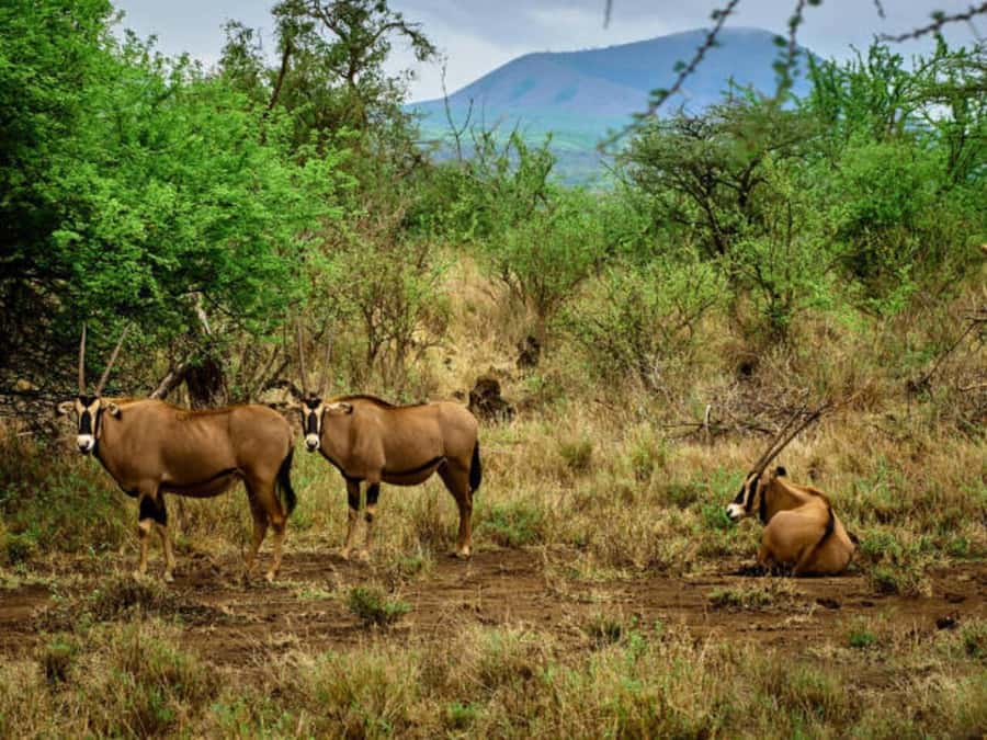 1 day Shimba Hills Tour - What the $190 price really covers