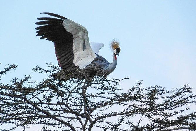 1 Day Tour Nairobi National Park,Giraffe Center&Karen Blixen - Sheldrick Wildlife Trust: a possible conservation stop