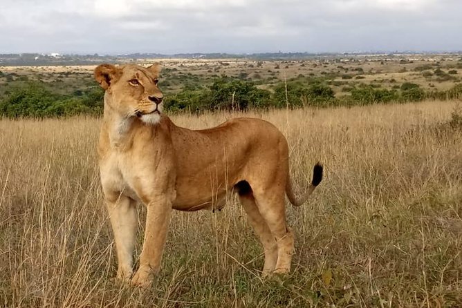 1 Day Tour Nairobi National Park,Giraffe Center&Karen Blixen - Giraffe Centre: close contact with rescued giraffes