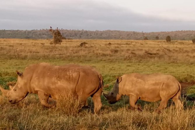 1 Day Tour Nairobi National Park,Giraffe Center&Karen Blixen - Karen Blixen Museum and Nairobi’s literary connection
