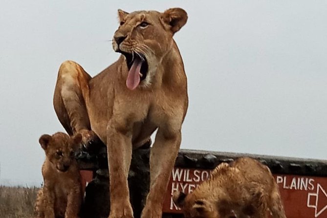 1 Day Tour Nairobi National Park,Giraffe Center&Karen Blixen - The real price: $46 is only the starting point