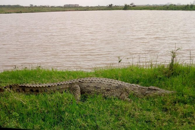1 Day Tour Nairobi National Park,Giraffe Center&Karen Blixen - Who will get the most from this experience