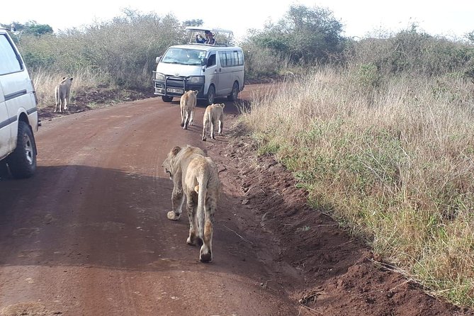 1 Day Tour Nairobi National Park,Giraffe Center&Karen Blixen - Nairobi National Park: safari beside the skyline