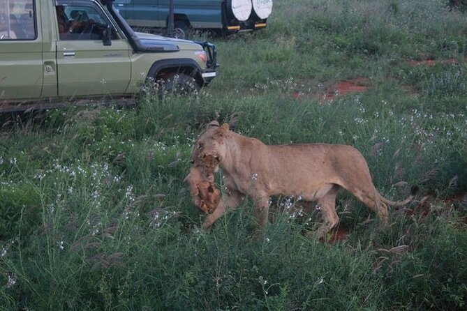 1 Day Tsavo East Safari Discovery of Kenya's Wildlife - Why Tsavo East makes a strong one-day safari