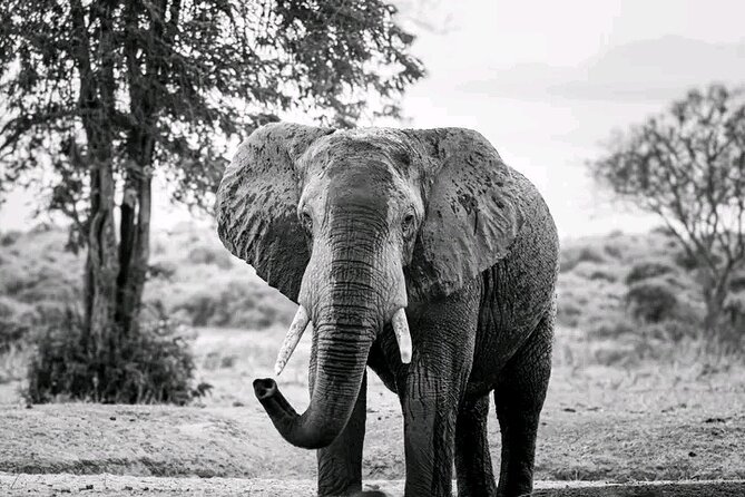 1 Day Tsavo East Safari Discovery of Kenya's Wildlife - Searching for Tsavo’s red elephants