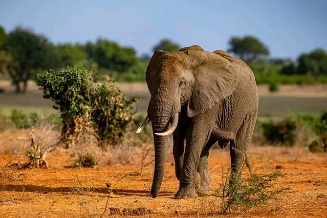 1 Day Tsavo East Safari Discovery of Kenya's Wildlife - What the six published experiences tell you