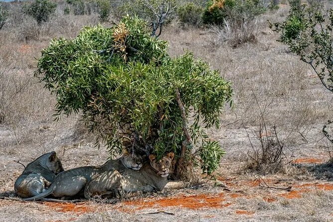 1 Day Tsavo East Safari Discovery of Kenya's Wildlife - Who will get the most from this safari