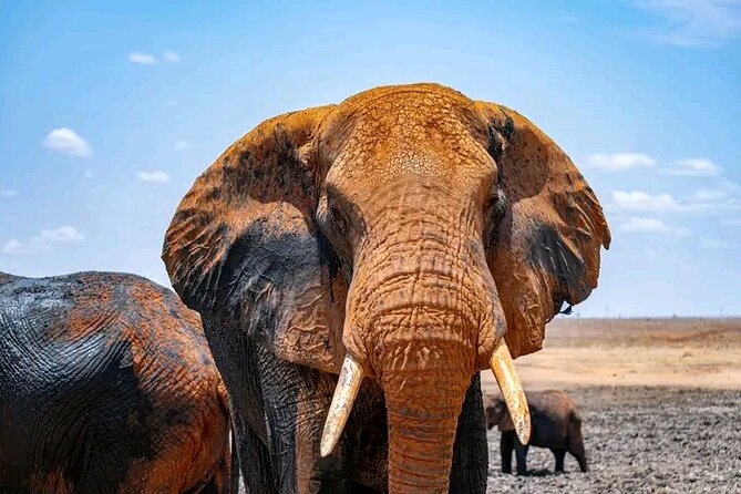 1 Day Tsavo East Safari Discovery of Kenya's Wildlife - Entering through Bachuma Gate