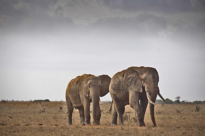 1-Day Tsavo East Safari From Mombasa - Why Tsavo East works for a one-day safari