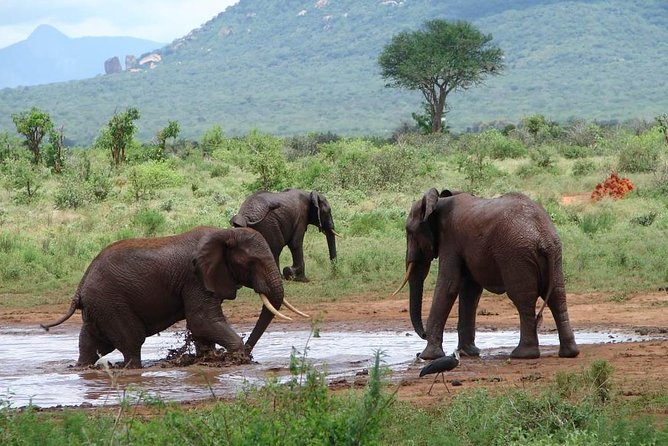 1-Day Tsavo East Safari From Mombasa - Seven hours among Tsavo East’s open plains