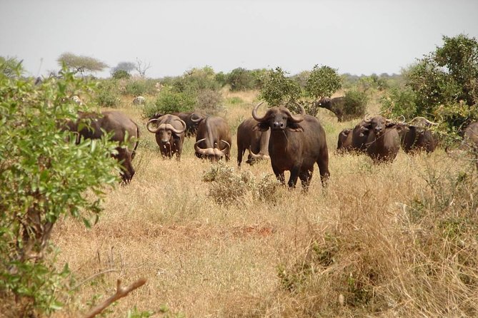1-Day Tsavo East Safari From Mombasa - What the guide can add to the day