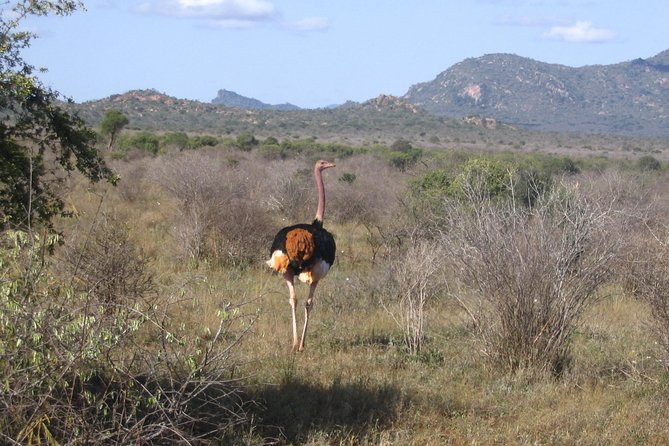 1 Day Tsavo East Safari ( Minimum 2 Pax) - The 5:00 a.m. pickup from Diani