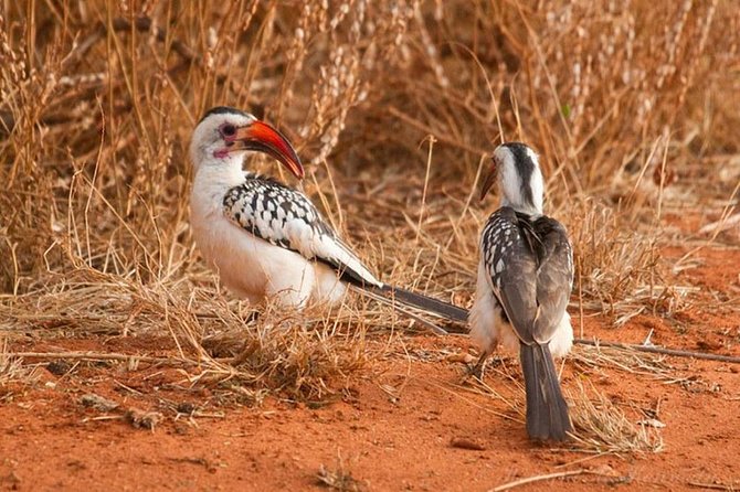 1 Day Tsavo East Safari ( Minimum 2 Pax) - Lunch overlooking the Tsavo plains