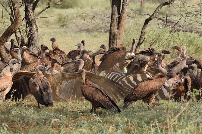 1 Day Tsavo East Safari ( Minimum 2 Pax) - The second drive and the route out