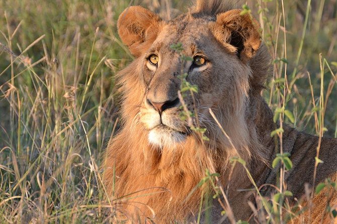 1 Day Tsavo East Safari ( Minimum 2 Pax) - Is $250 per person good value?