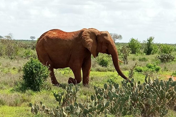 1 Day Tsavo East Safari ( Minimum 2 Pax) - Who will enjoy this safari most?