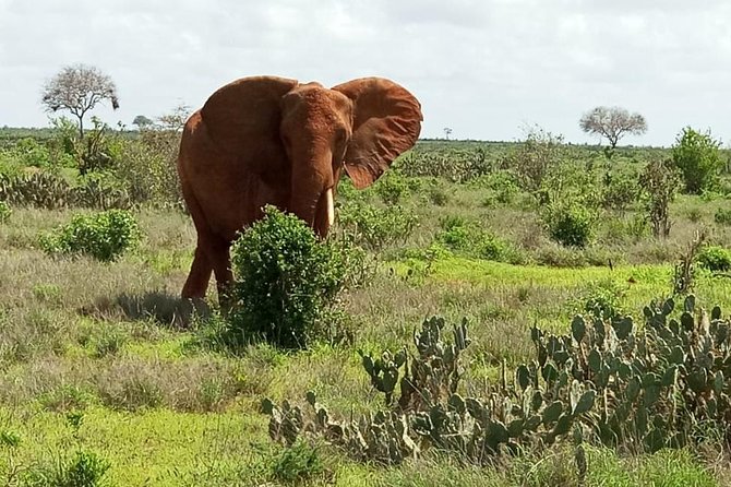 1 Day Tsavo East Safari ( Minimum 2 Pax) - The road to Bachuma Gate