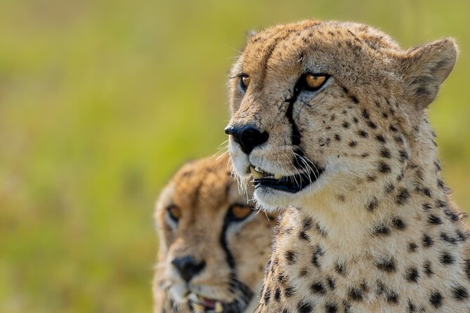 10-Day Private Tour in Big Five Safari and Beaches - Two full wildlife days in Maasai Mara