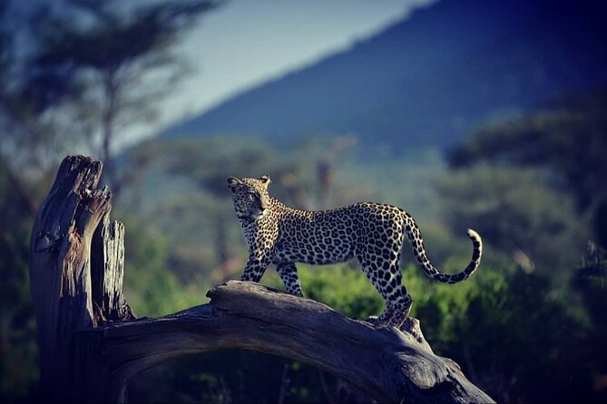 10 -Days Best of Kenya and Tanzania Classic Safari - Day 1: Nairobi to the Maasai Mara via the Great Rift Valley
