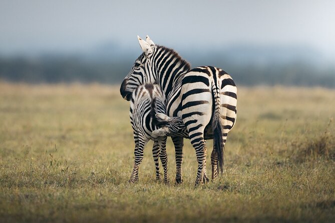 10 -Days Best of Kenya and Tanzania Classic Safari - Days 4 and 5: Amboseli and the Kilimanjaro View