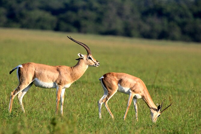10 -Days Best of Kenya and Tanzania Classic Safari - Day 6: Crossing at Namanga and Exploring Tarangire