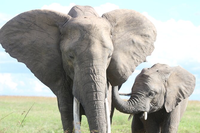 10 -Days Best of Kenya and Tanzania Classic Safari - Day 9: Down Into Ngorongoro Crater