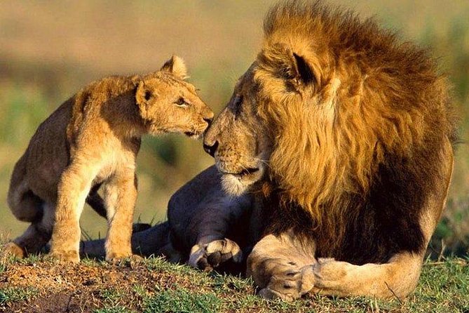 10-Days Explore Kenya Wildlife Private Safari - A Big Kenya Route With a Lot of Ground to Cover