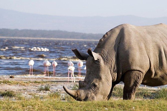 10-Days Explore Kenya Wildlife Private Safari - Days 4 to 6: Three Days in the Maasai Mara
