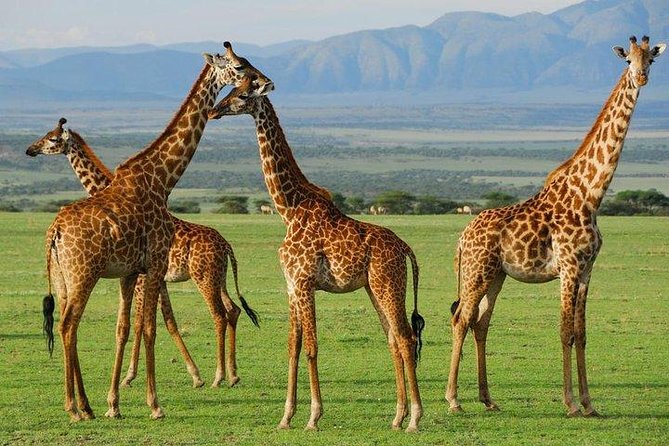 10-Days Explore Kenya Wildlife Private Safari - Day 8: Hell’s Gate and the Road to Amboseli