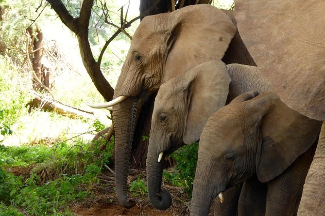 10-Days Explore Kenya Wildlife Private Safari - Day 1: From Nairobi to Samburu’s Northern Plains